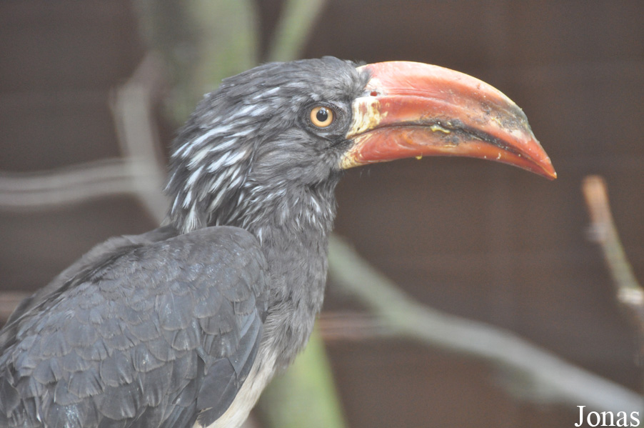 Lophoceros alboterminatus