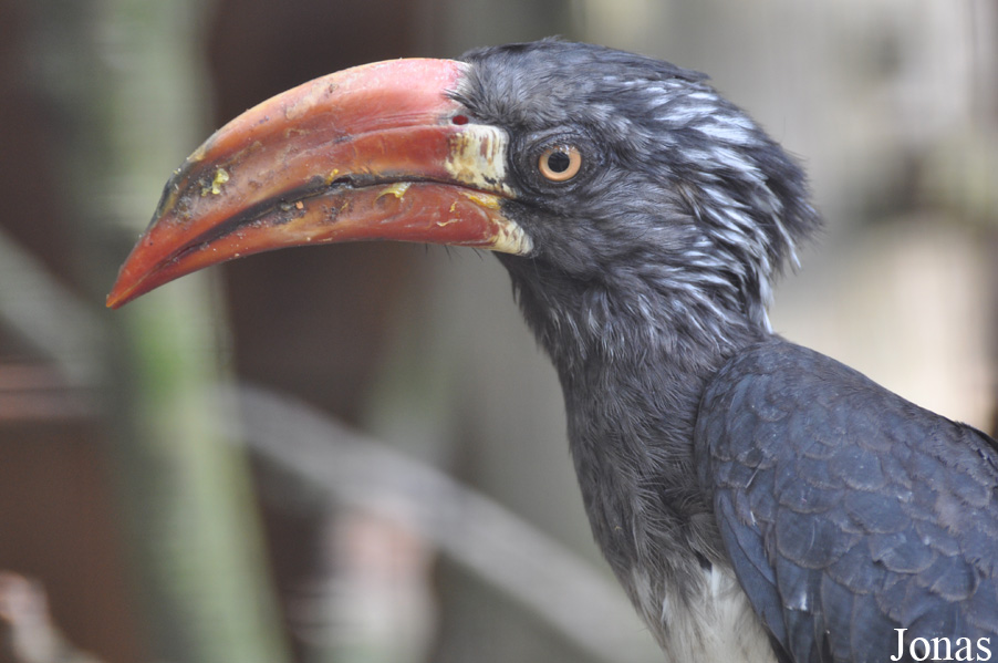 Lophoceros alboterminatus