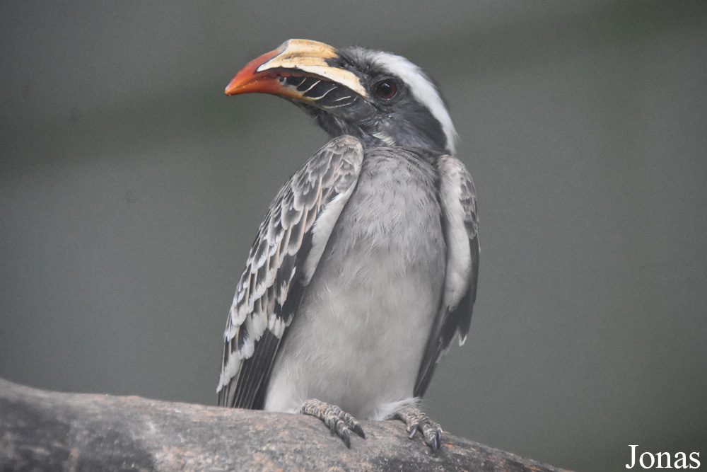 Lophoceros nasutus