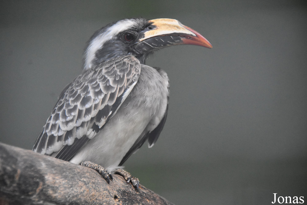 Lophoceros nasutus