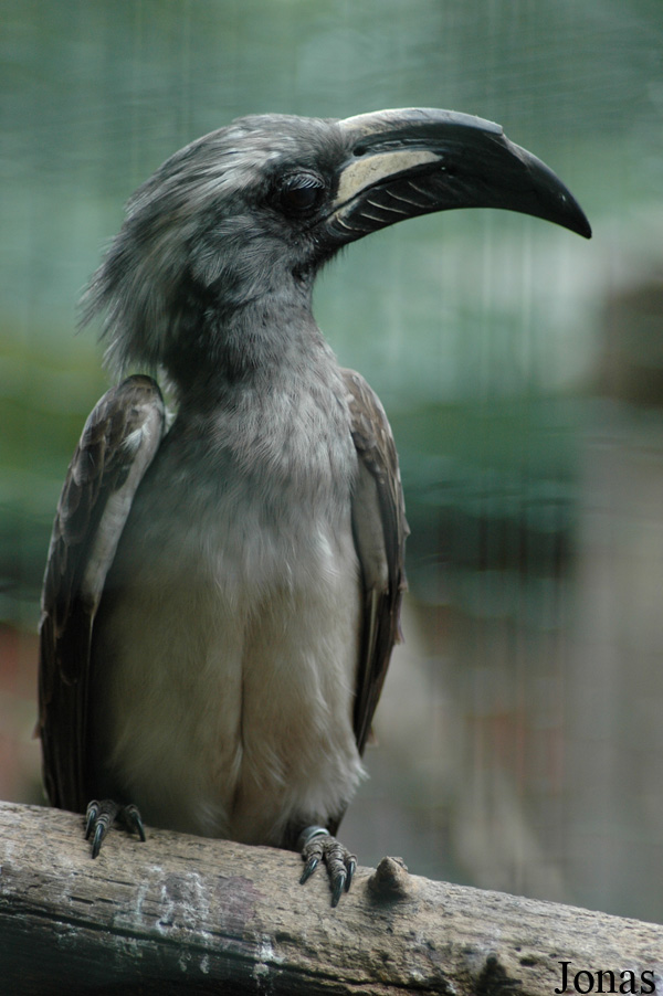 Lophoceros nasutus