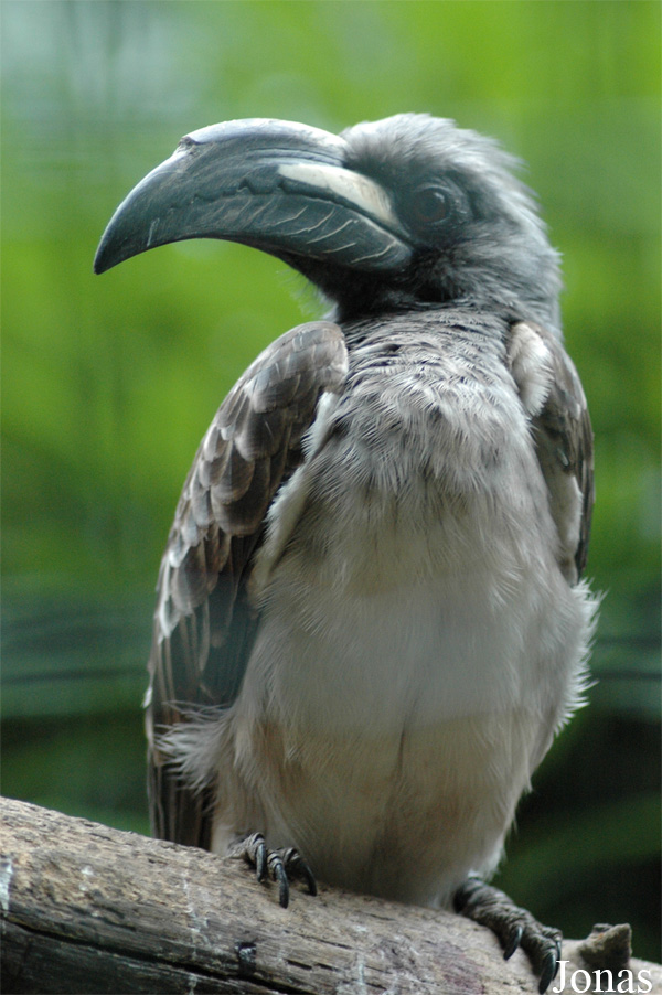 Lophoceros nasutus