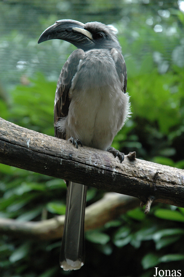 Lophoceros nasutus