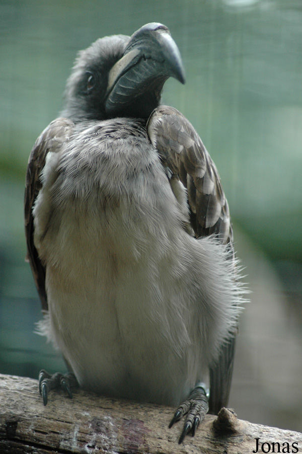 Lophoceros nasutus
