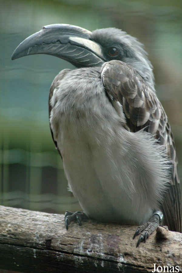 Lophoceros nasutus
