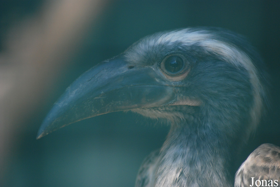 Lophoceros nasutus