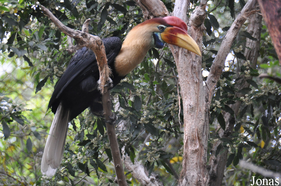 Rhyticeros cassidix
