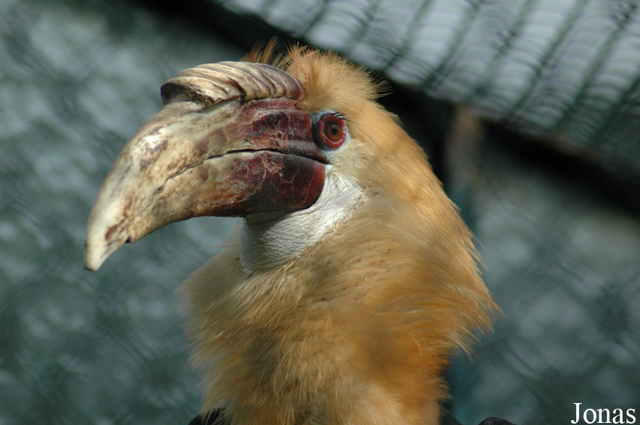 Rhyticeros plicatus