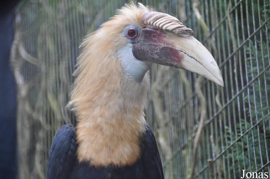 Rhyticeros plicatus