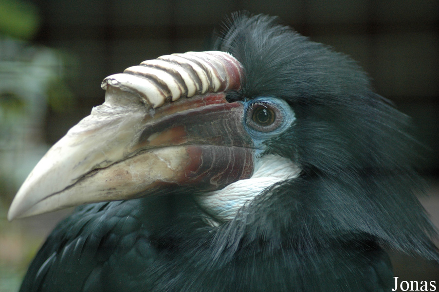 Rhyticeros plicatus