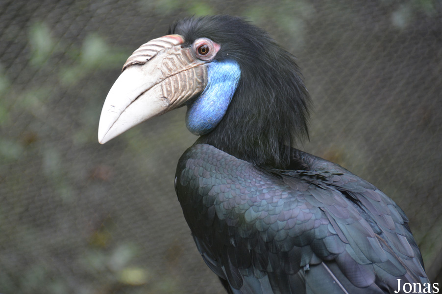 Rhyticeros undulatus