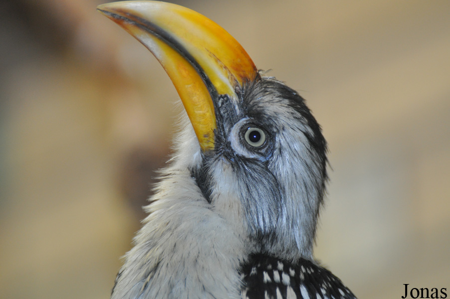 Tockus flavirostris