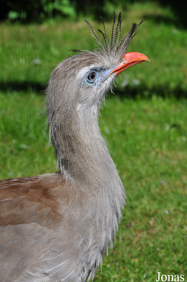 Cariama cristata