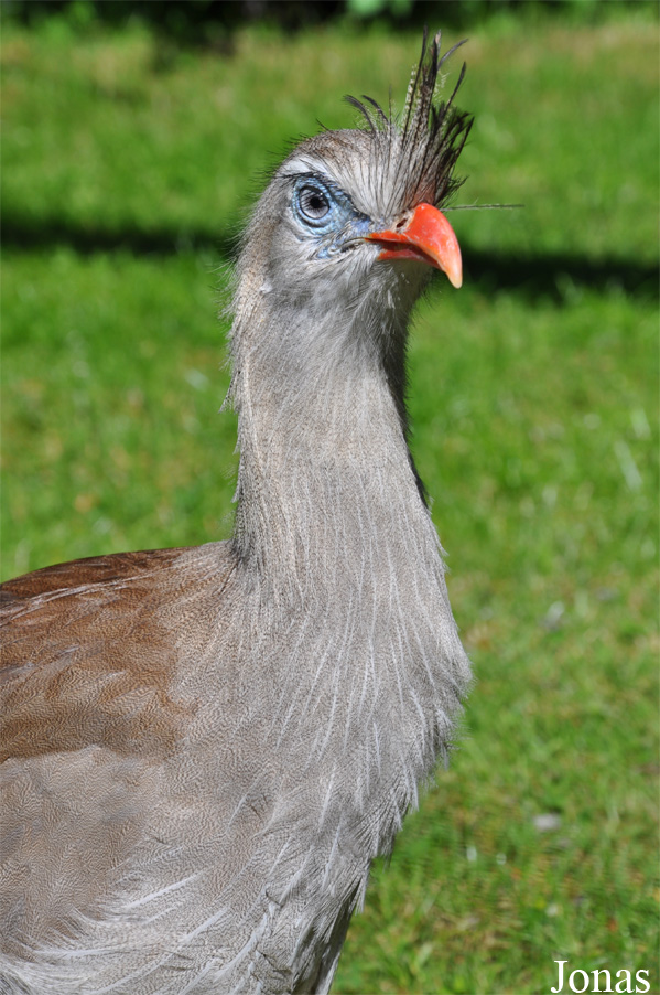Cariama cristata