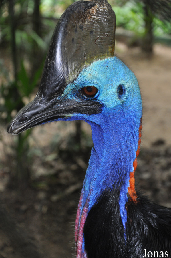 Casuarius casuarius