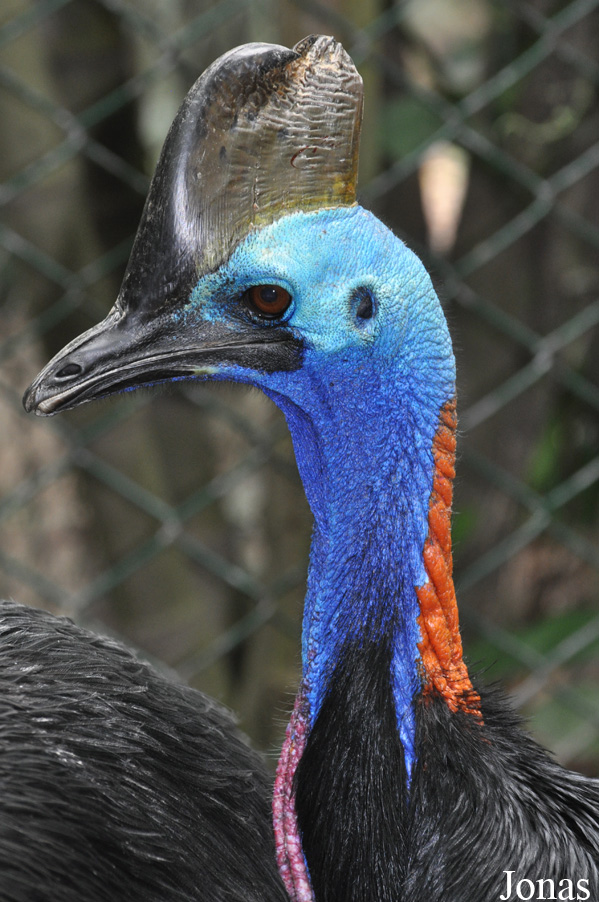 Casuarius casuarius