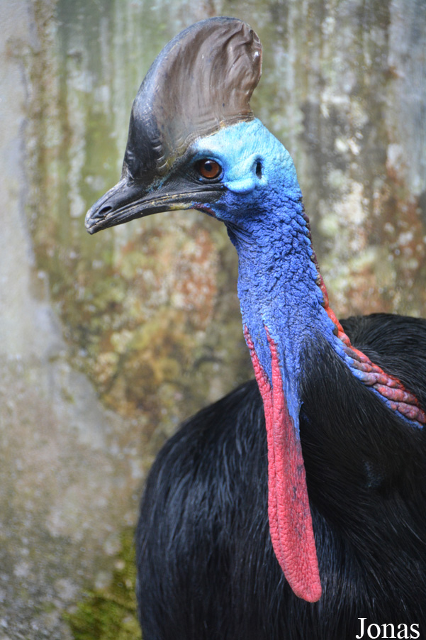 Casuarius casuarius
