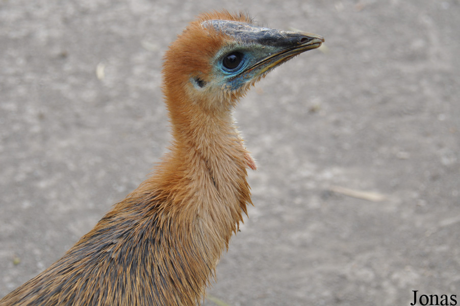 Casuarius casuarius