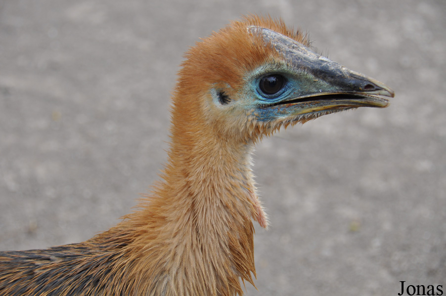 Casuarius casuarius