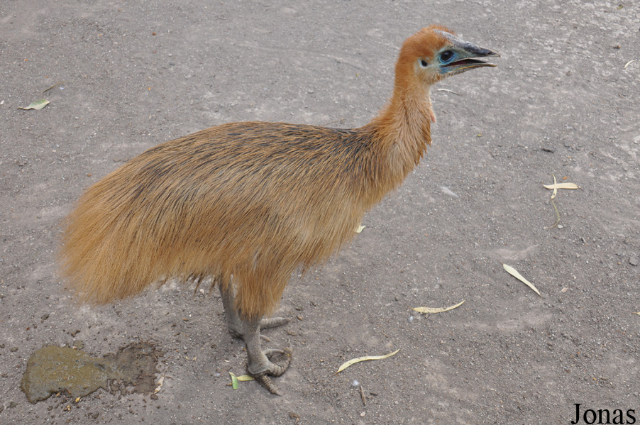 Casuarius casuarius