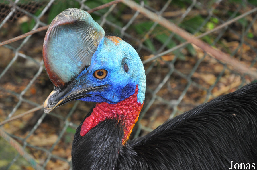 Casuarius unappendiculatus