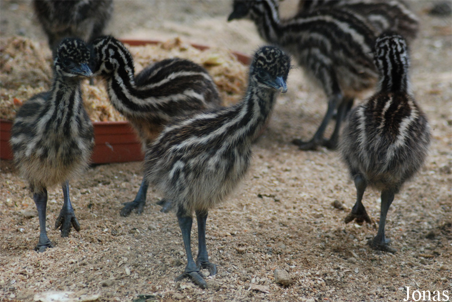 Dromaius novaehollandiae