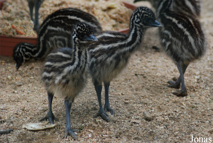Dromaius novaehollandiae