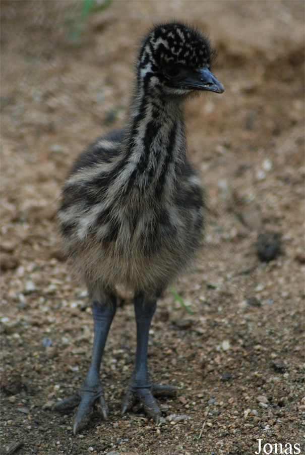 Dromaius novaehollandiae