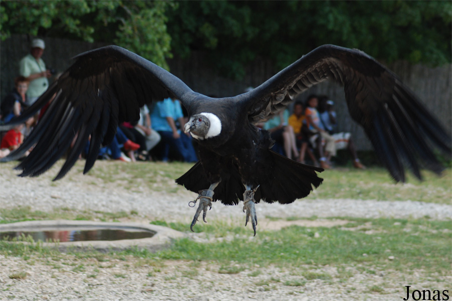 Vultur gryphus
