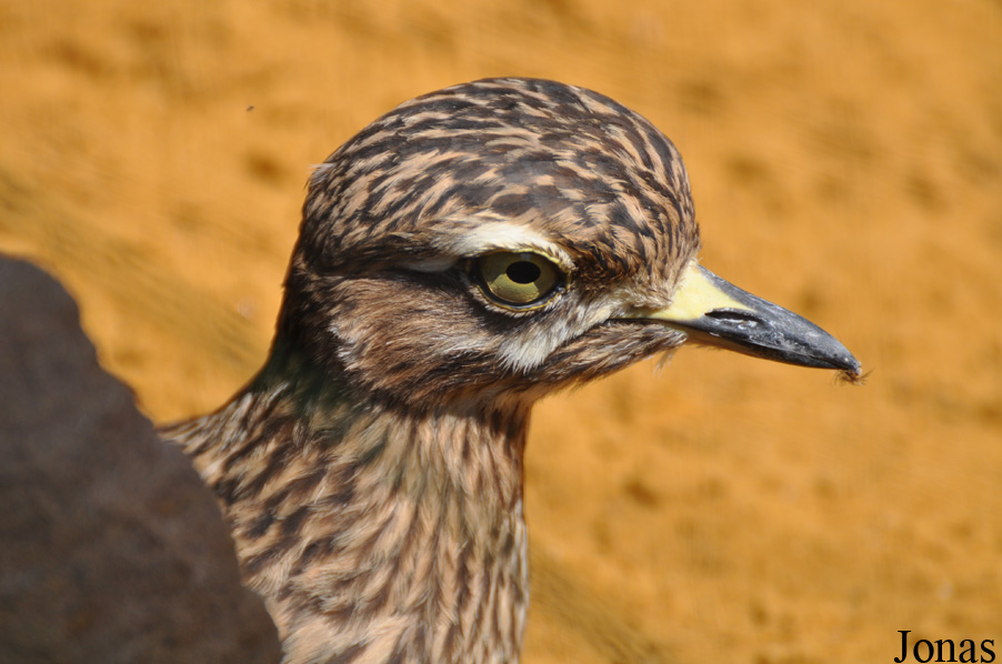 Burhinus capensis
