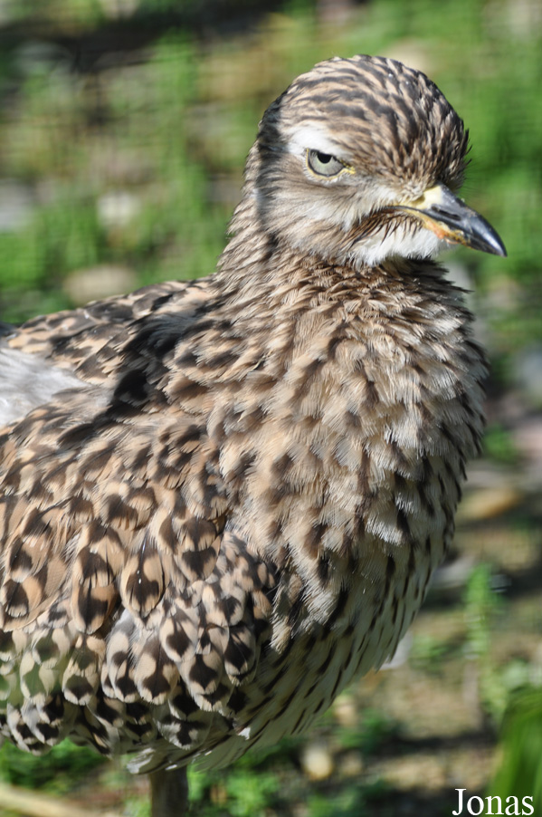 Burhinus capensis