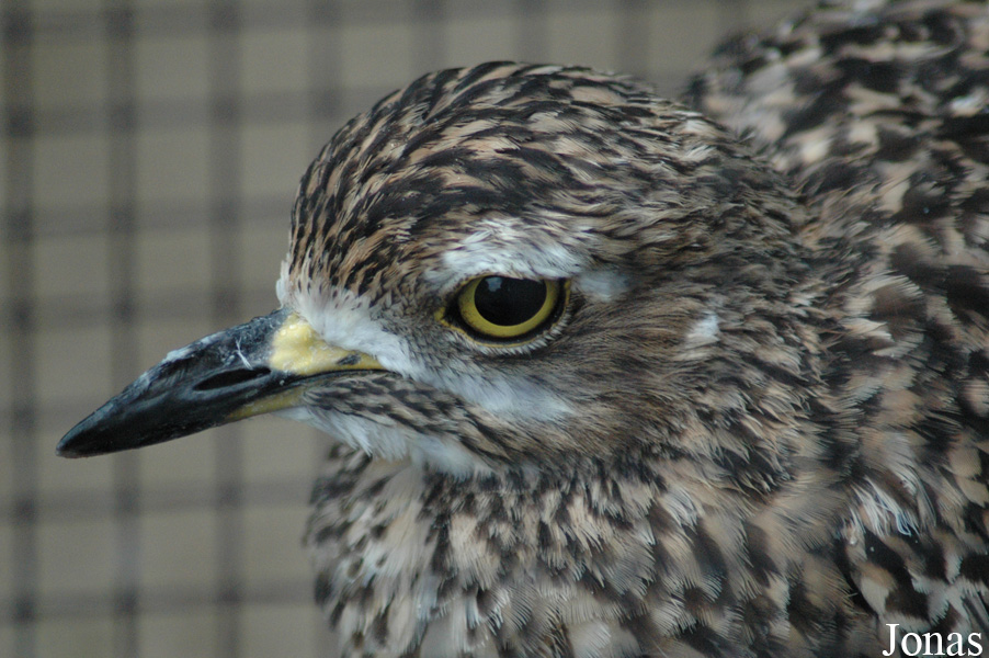 Burhinus capensis