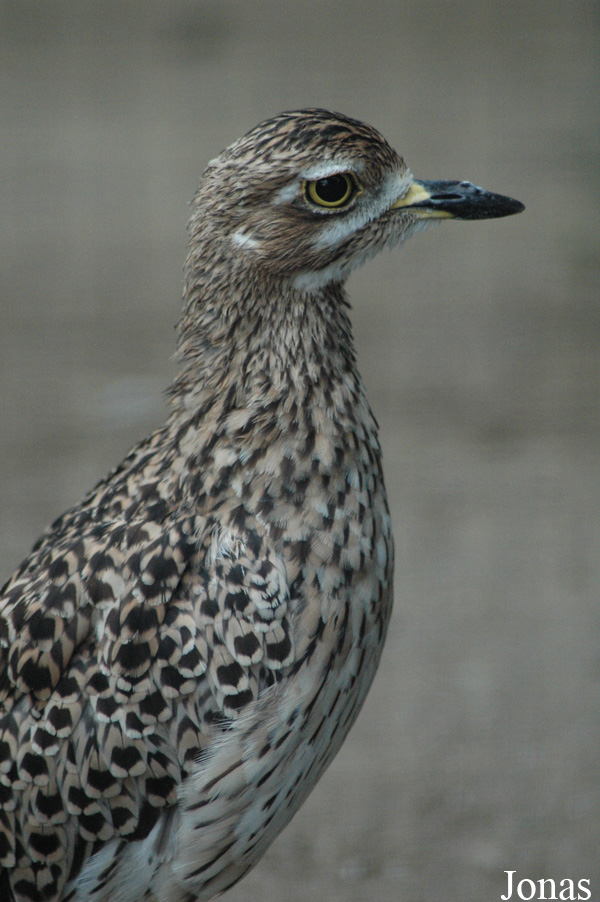 Burhinus capensis