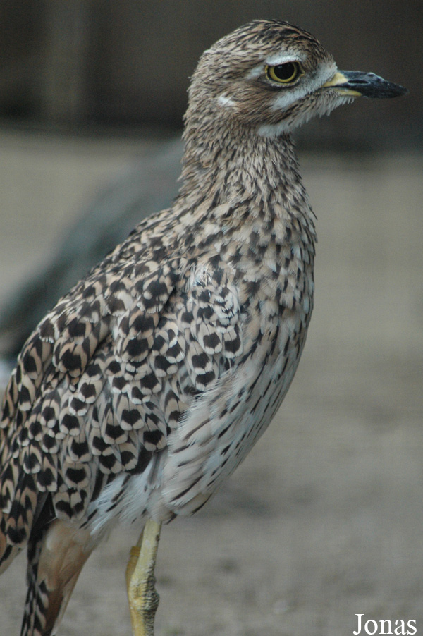Burhinus capensis