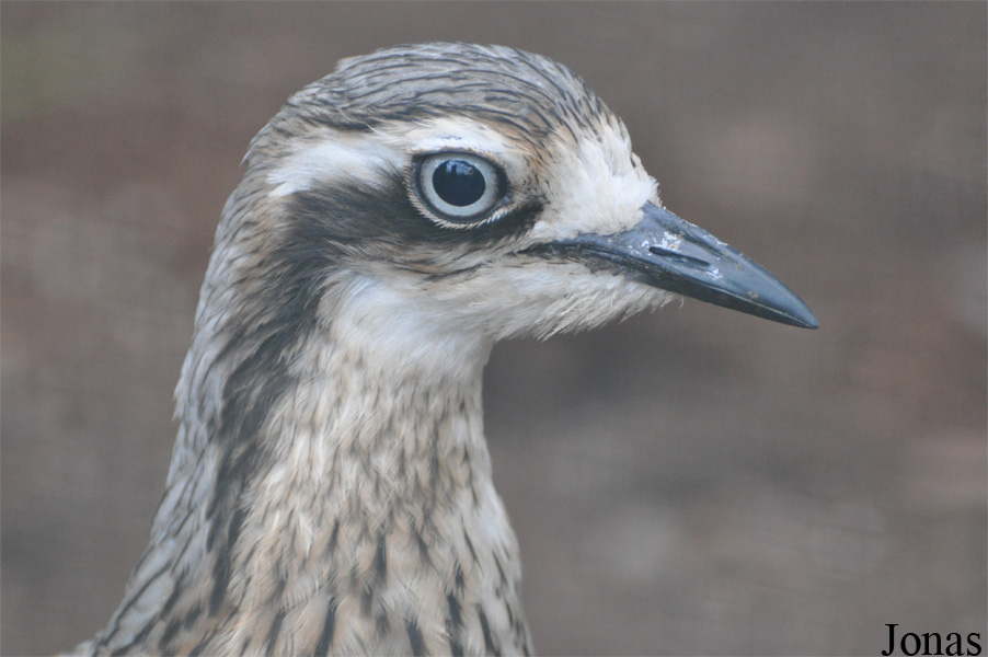 Burhinus grallarius