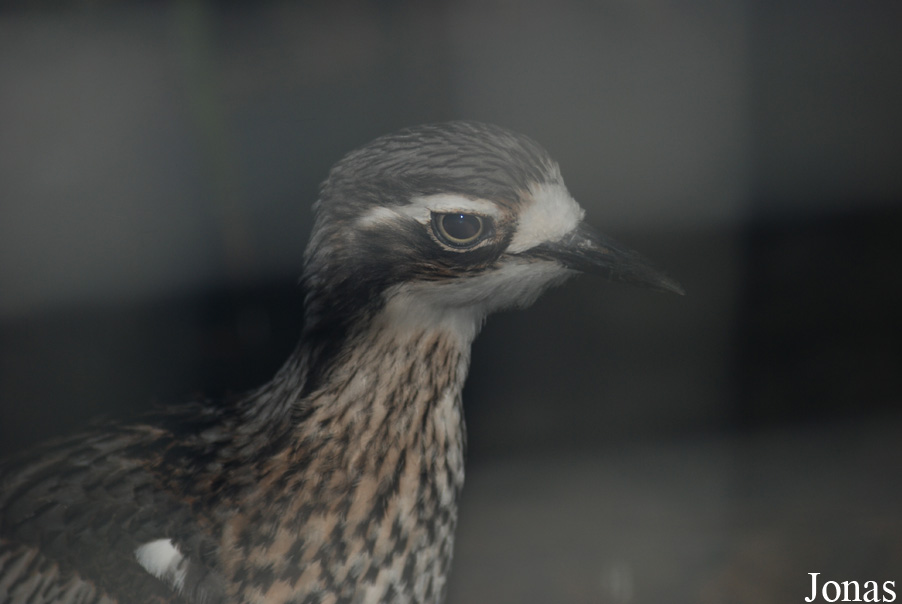 Burhinus grallarius