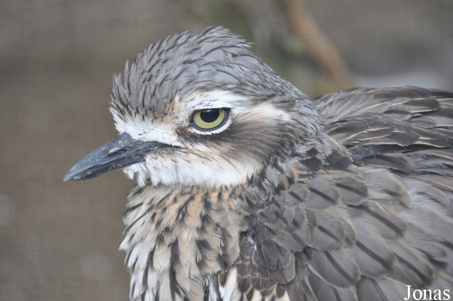 Burhinus grallarius