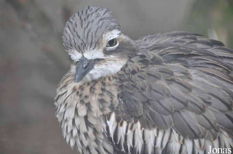 Burhinus grallarius
