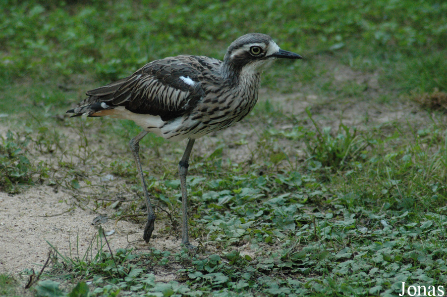 Burhinus grallarius