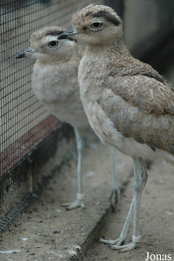 Burhinus superciliaris