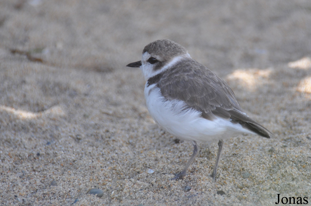 Charadrius alexandrinus