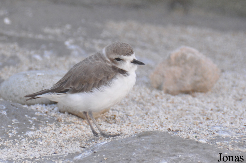 Charadrius alexandrinus