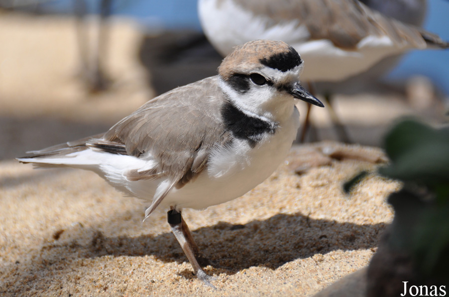 Charadrius alexandrinus