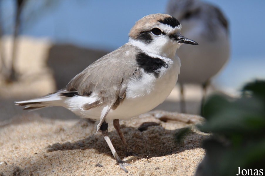 Charadrius alexandrinus