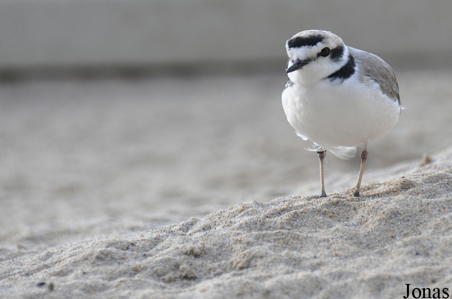 Charadrius alexandrinus
