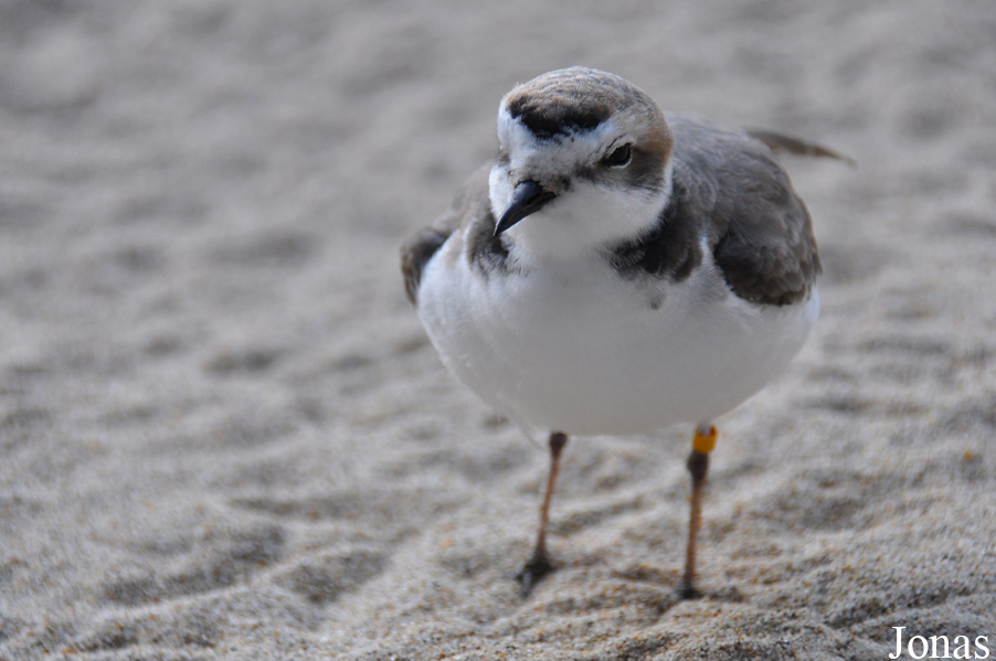 Charadrius alexandrinus