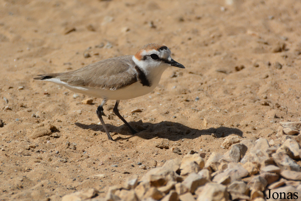 Charadrius alexandrinus