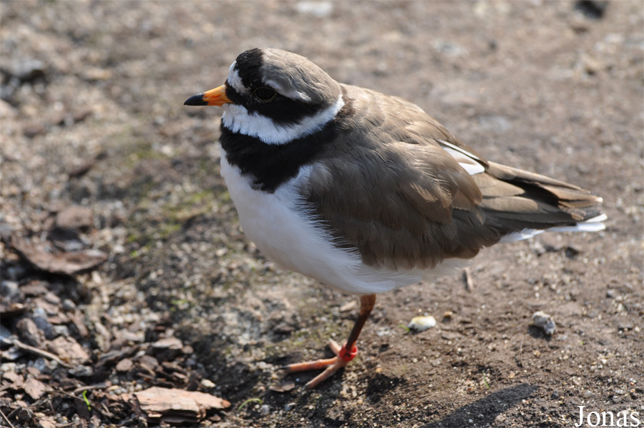 Charadrius hiaticula