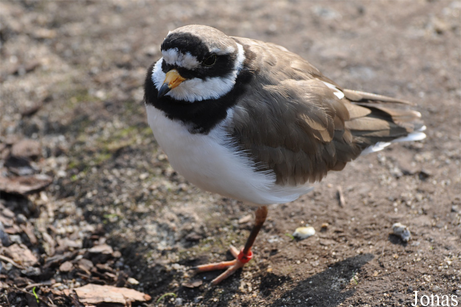 Charadrius hiaticula
