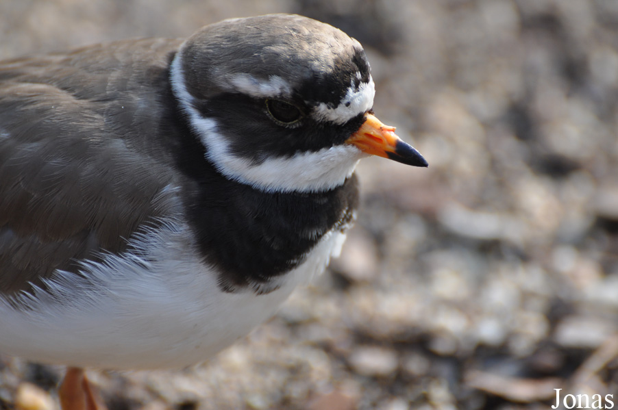 Charadrius hiaticula